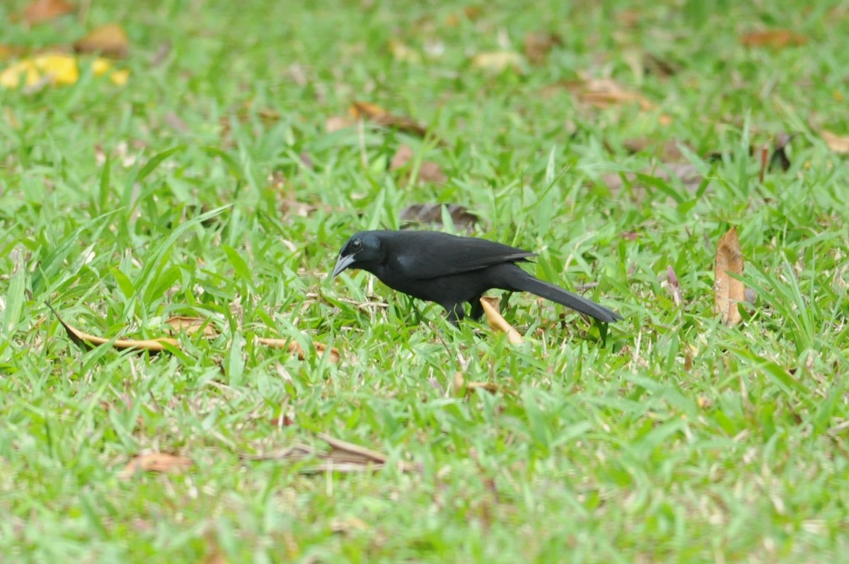 Melodious Blackbird - ML649114761