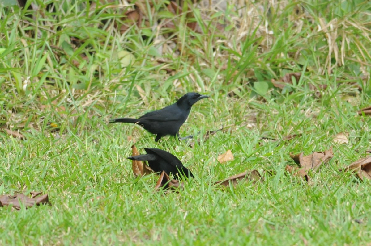 Melodious Blackbird - ML649114762