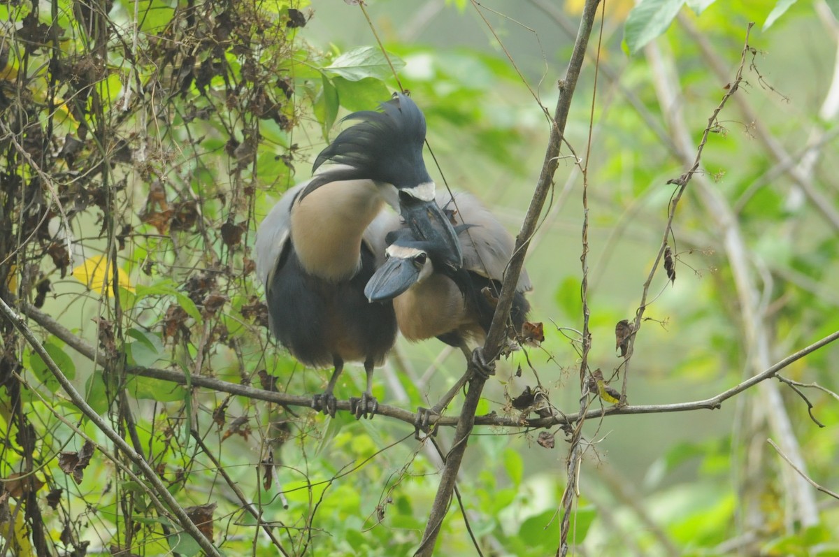 Boat-billed Heron (Northern) - ML649114774