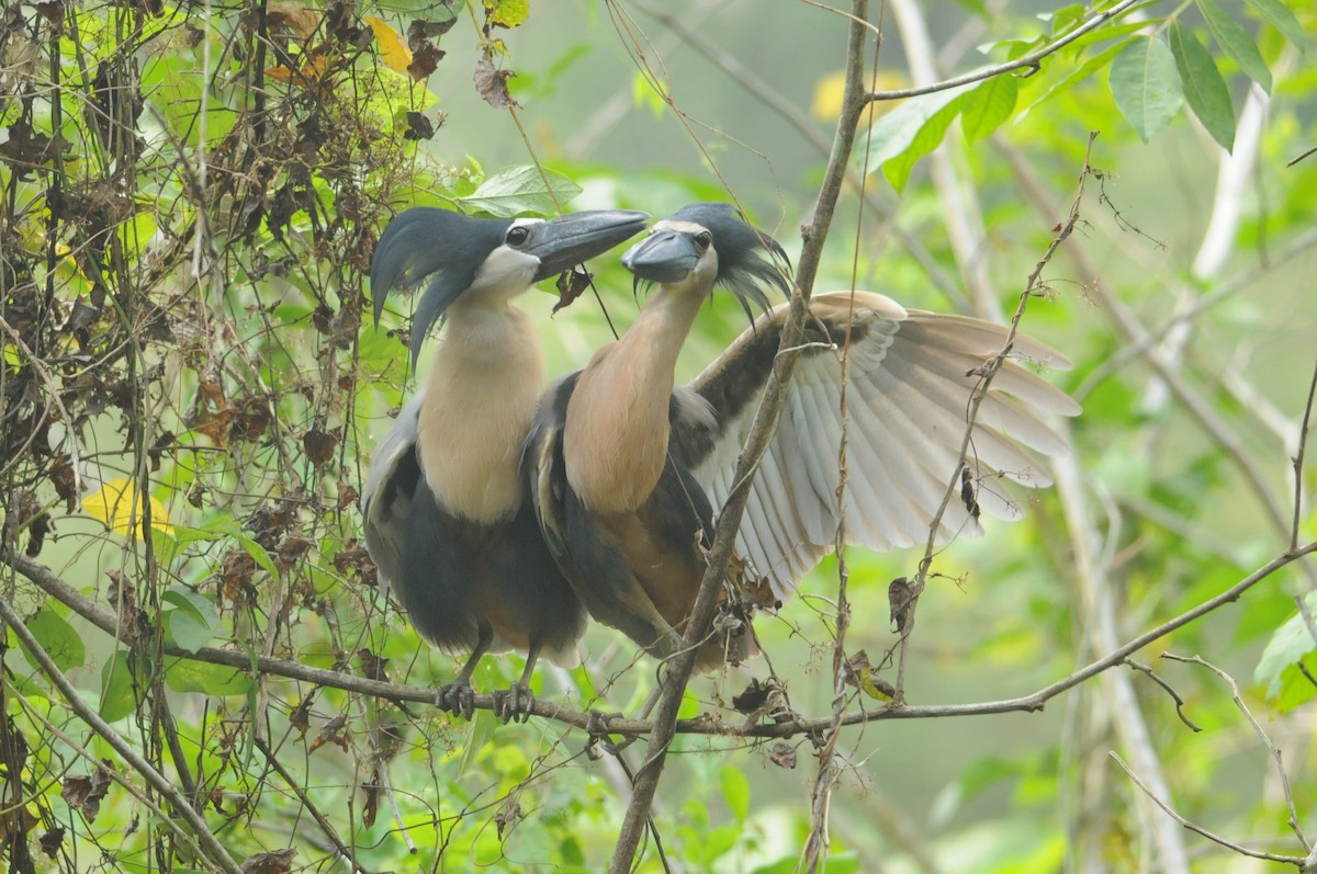 Boat-billed Heron (Northern) - ML649114775