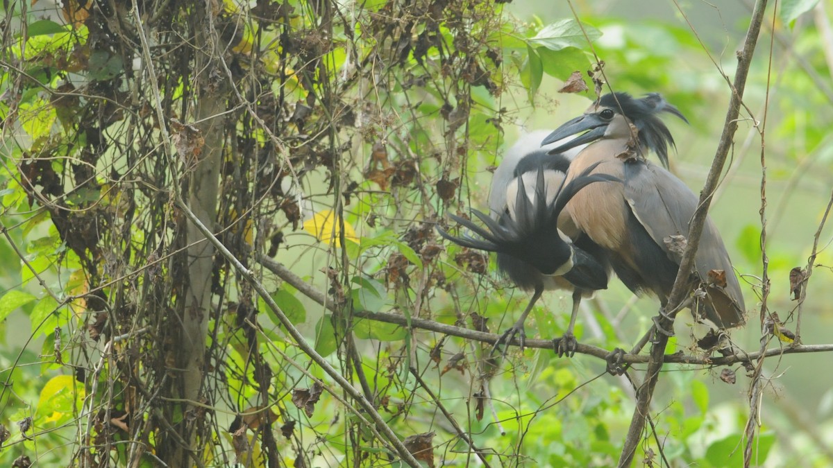 Boat-billed Heron (Northern) - ML649114776