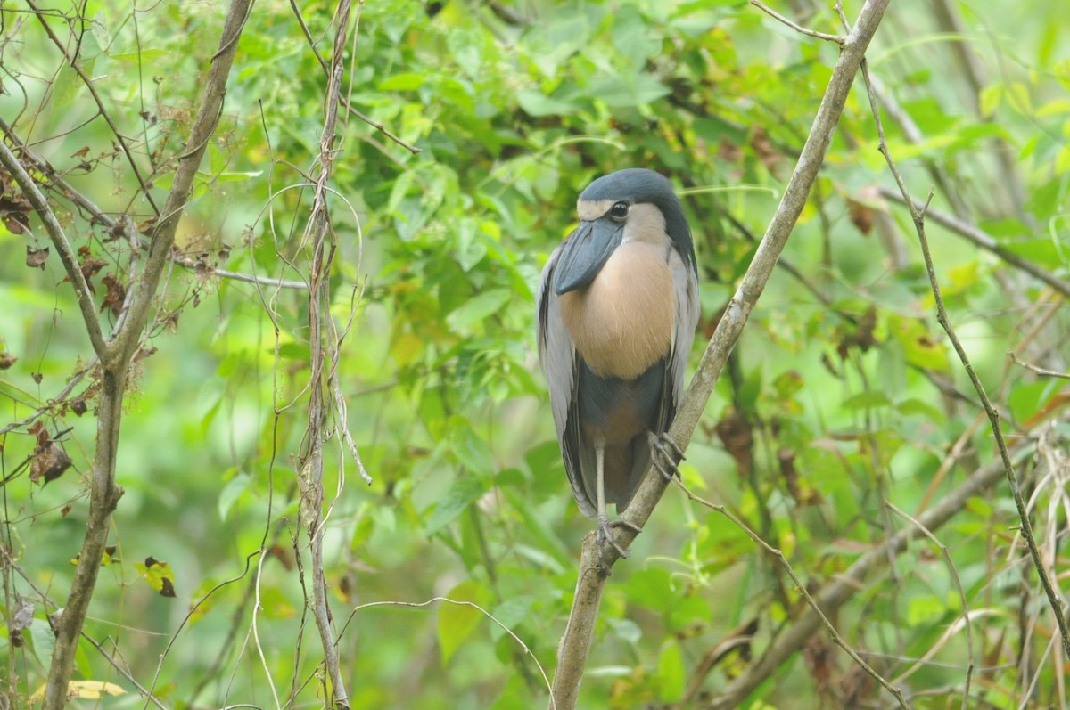 Boat-billed Heron (Northern) - ML649114777