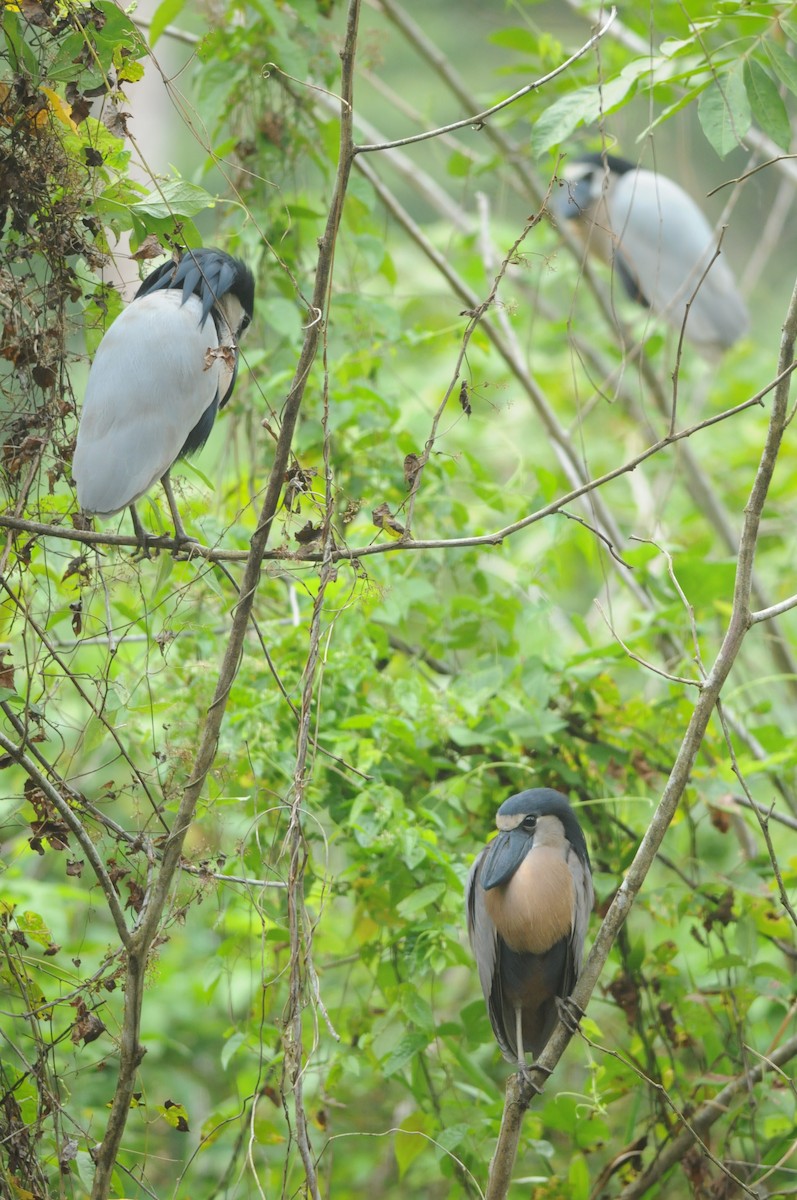 Boat-billed Heron (Northern) - ML649114778