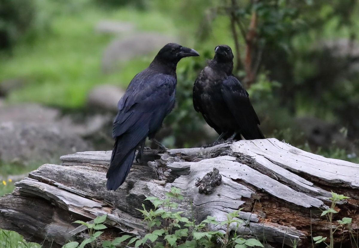 Common Raven - ML649114815