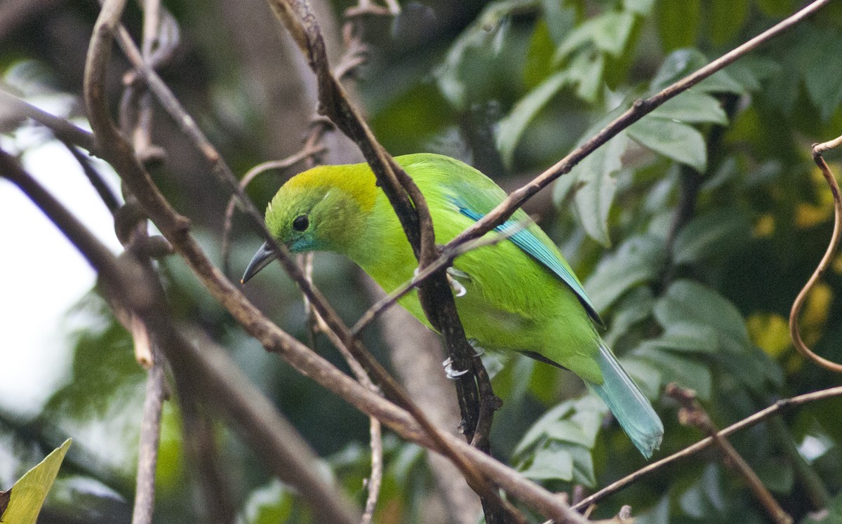 Sunda Yaprakkuşu - ML649114958