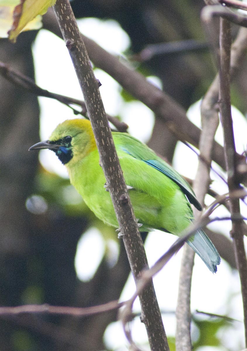 Sunda Yaprakkuşu - ML649114959