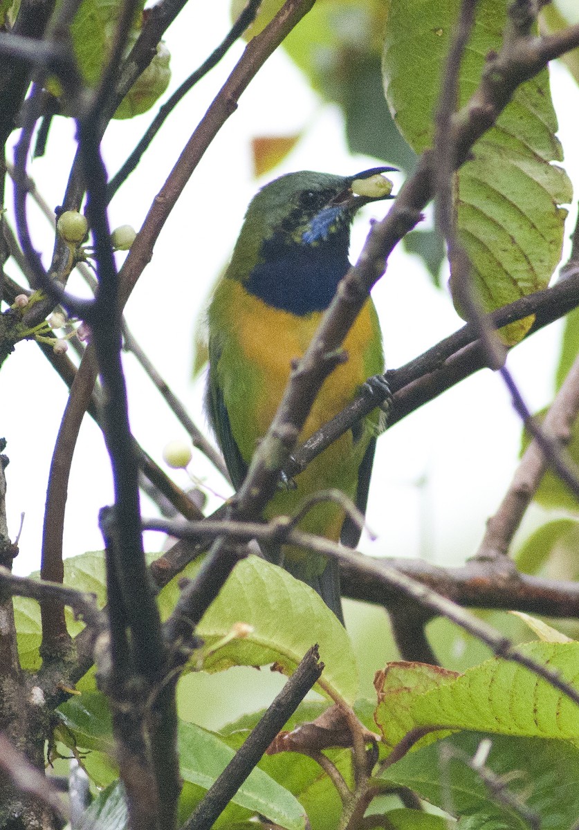 Turuncu Karınlı Yaprakkuşu - ML649114964