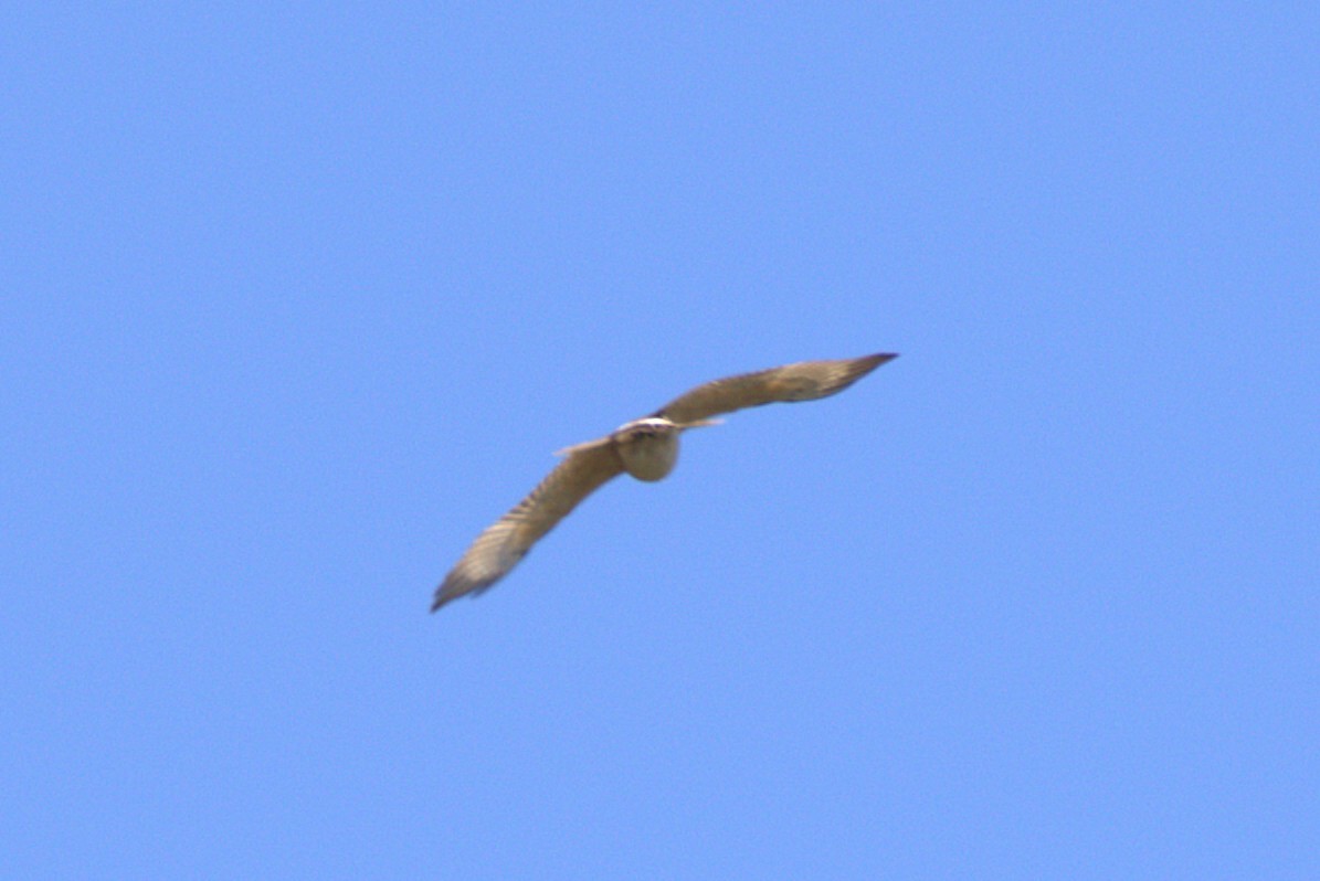 Hawaiian Hawk - ML649114998