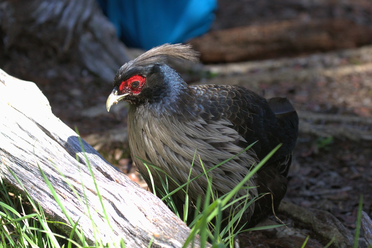 Kalij Pheasant - ML649115074