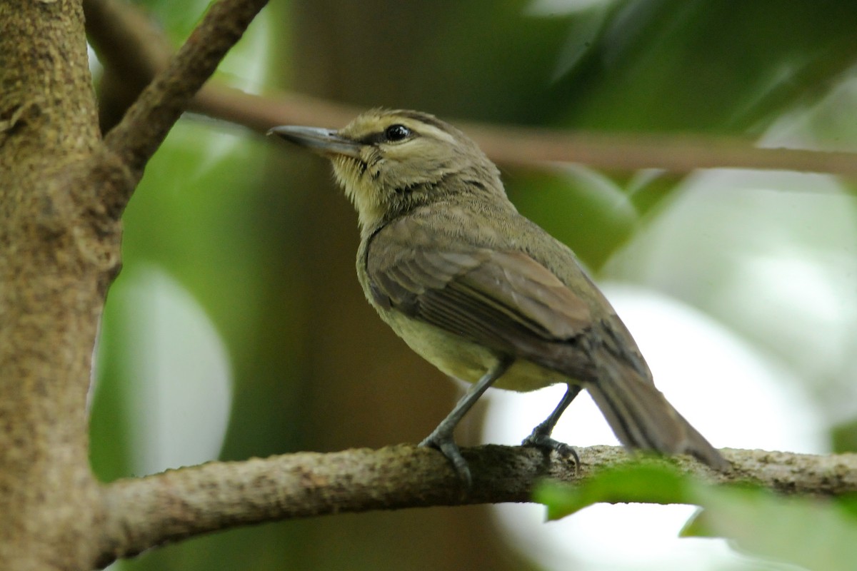 Yucatan Vireo - ML649115130