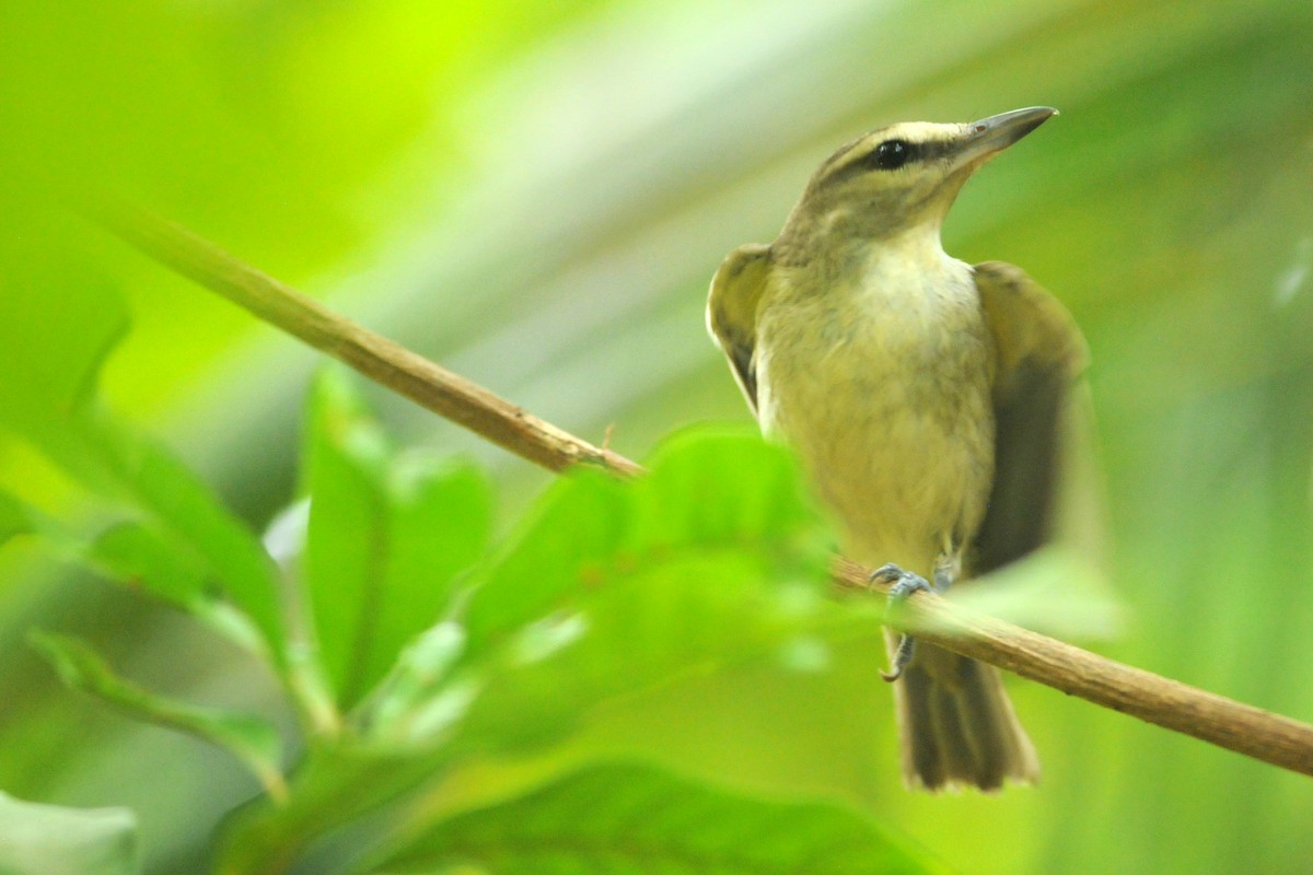 Yucatan Vireo - ML649115131