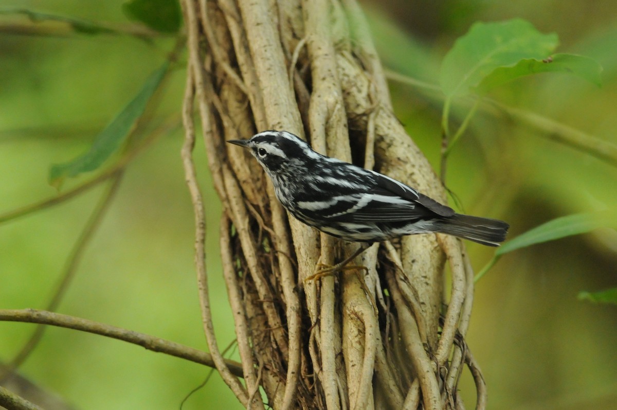 Black-and-white Warbler - ML649115132