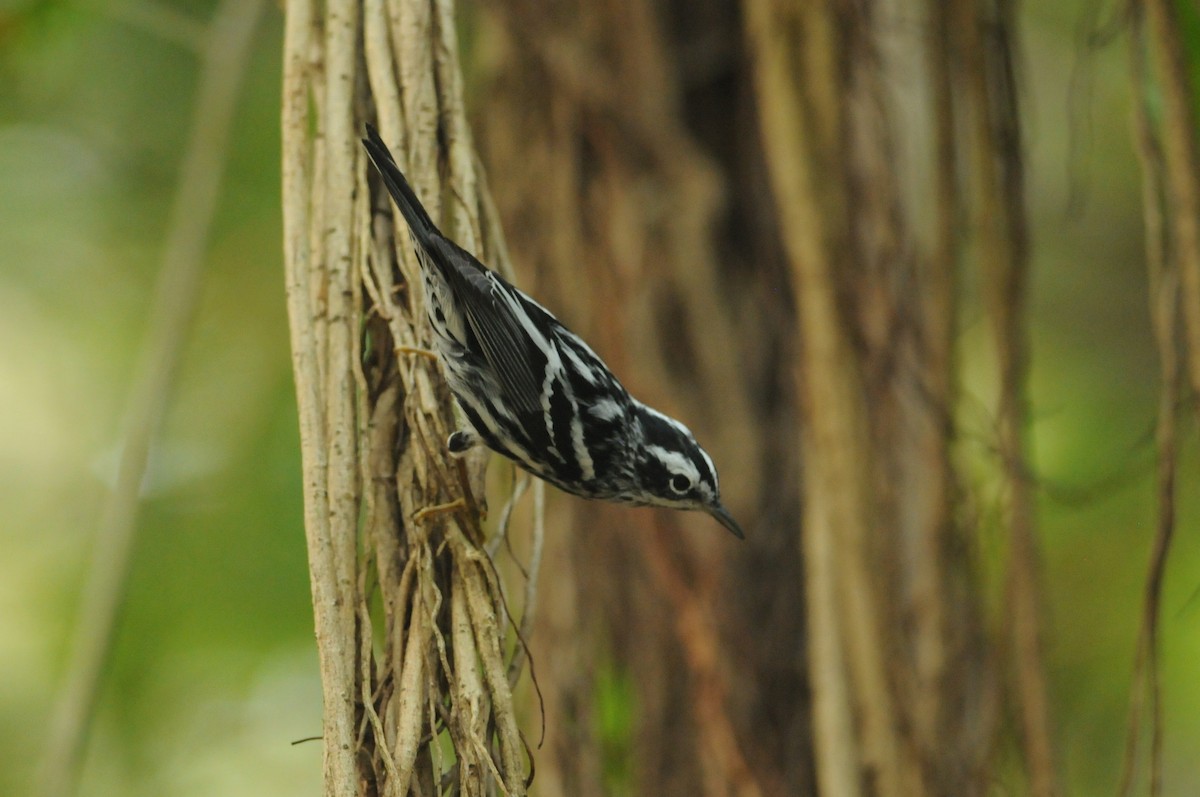 Black-and-white Warbler - ML649115133