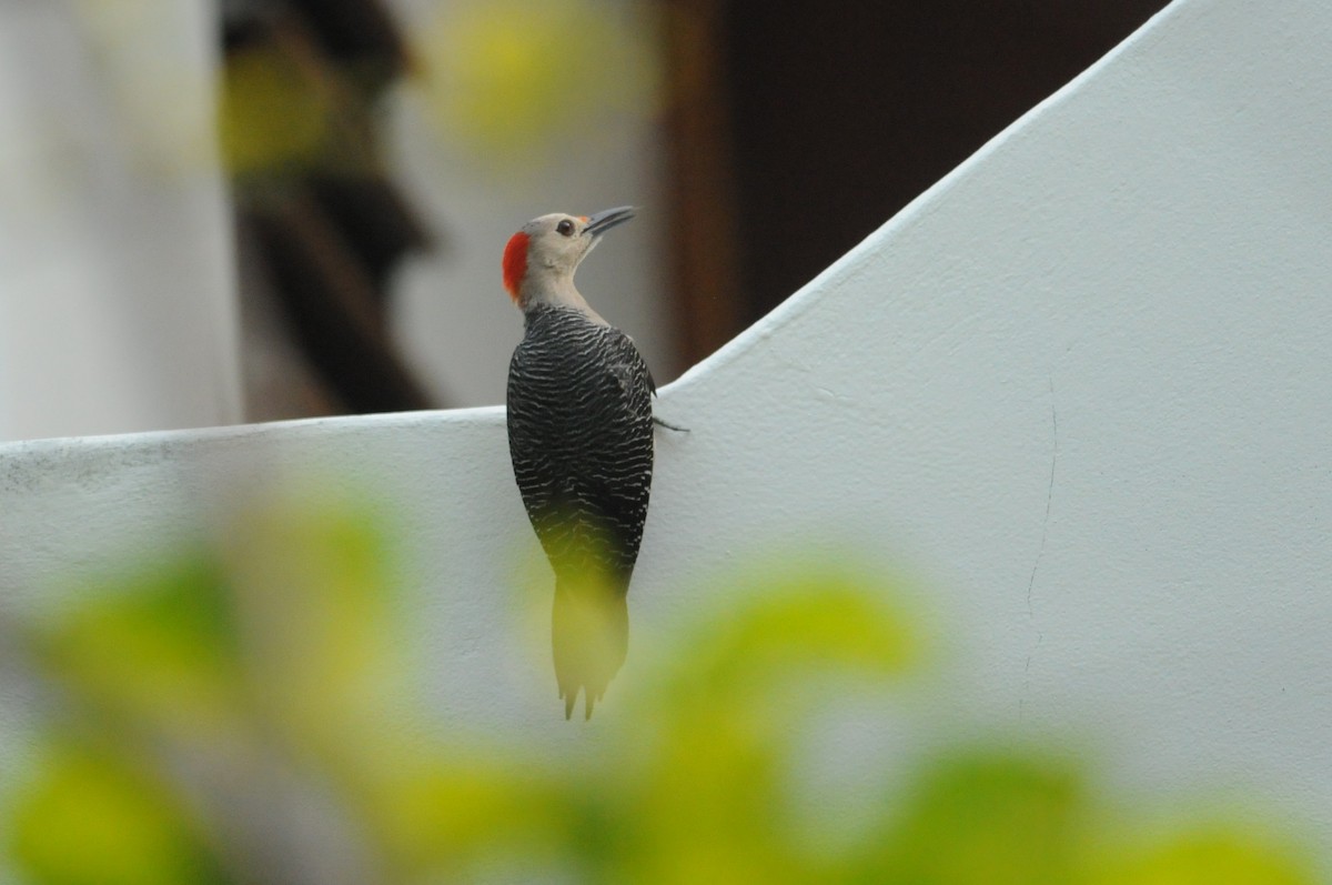 Golden-fronted Woodpecker - ML649115135