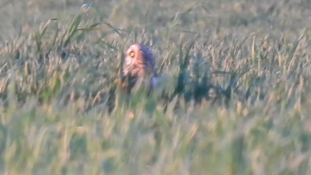 ינשוף שדות - ML649115141