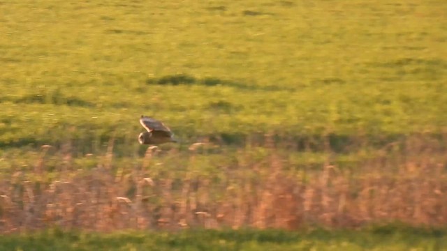 ינשוף שדות - ML649115142