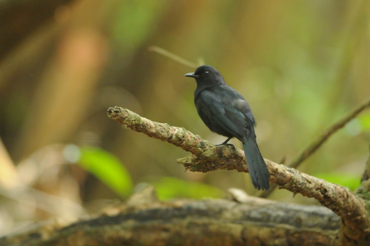 Black Catbird - ML649115143