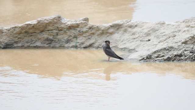 Rock Pratincole (Rufous-naped) - ML649115261