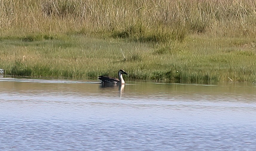 Ánsar Cisnal - ML649115314