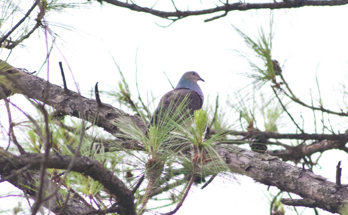 Boyalı Guguk Kumrusu - ML649115481