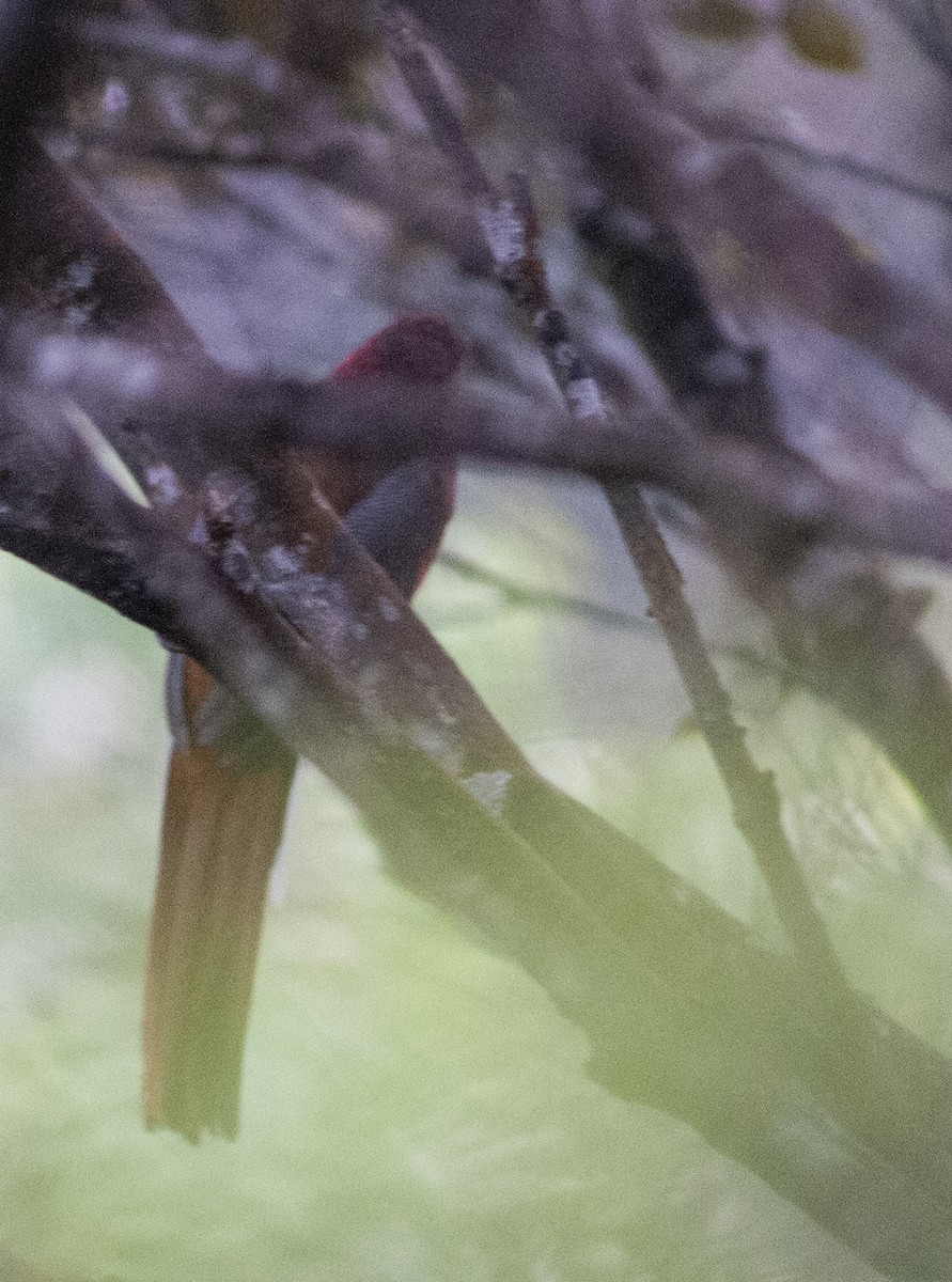 Kırmızı Başlı Trogon - ML649115494