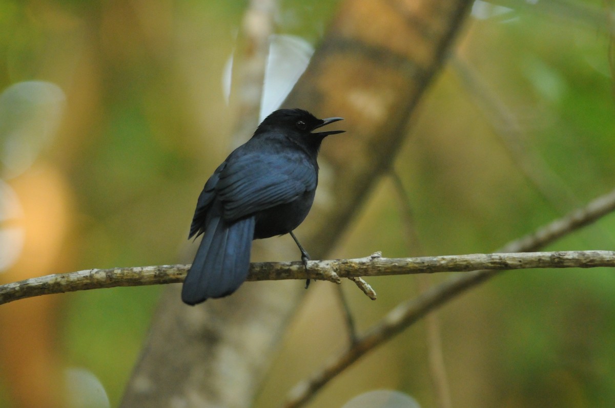 Black Catbird - ML649115501