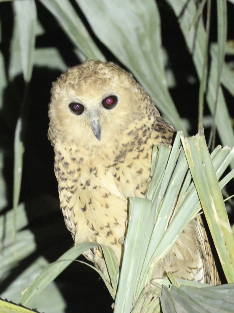 Pel's Fishing-Owl - ML649115502