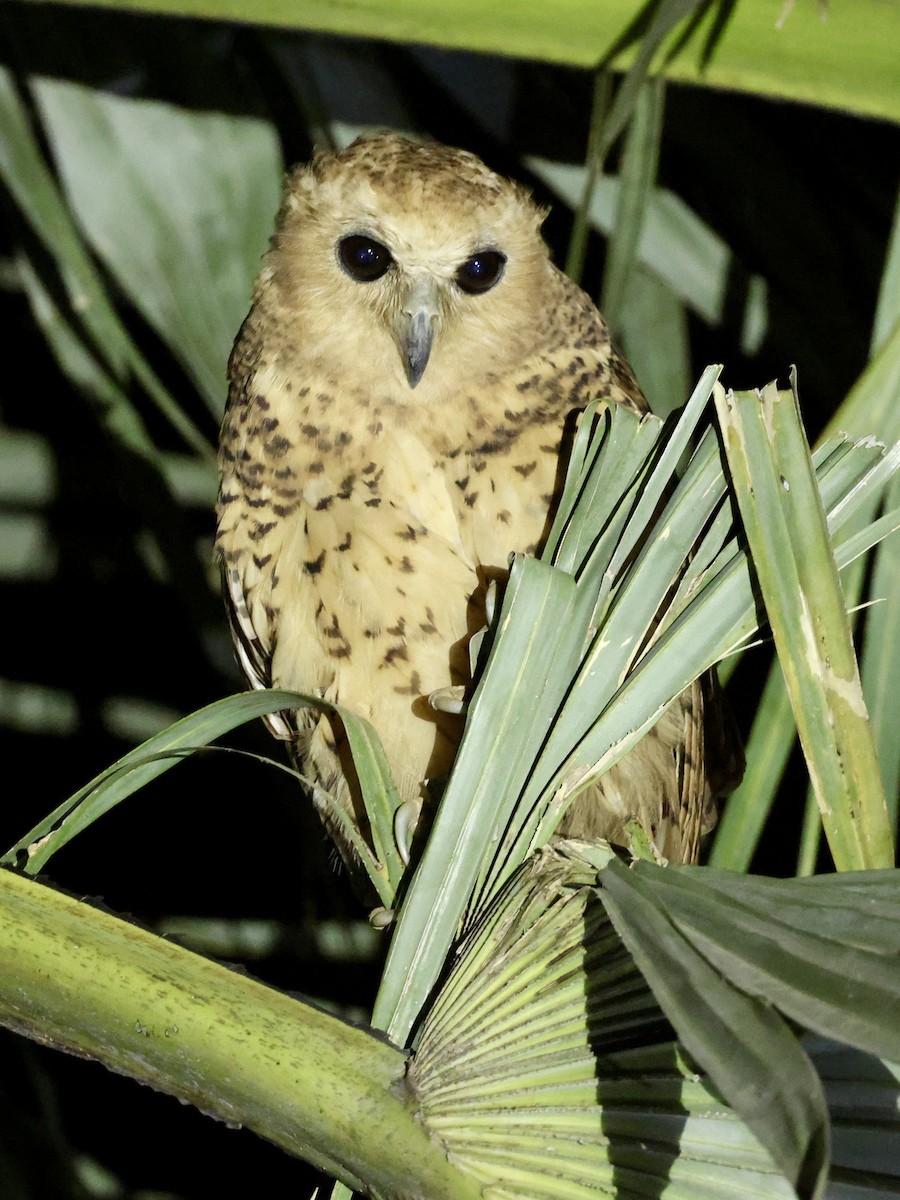 Pel's Fishing-Owl - ML649115503