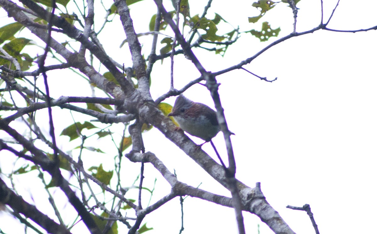 Çinhindi Yuhinası - ML649115504