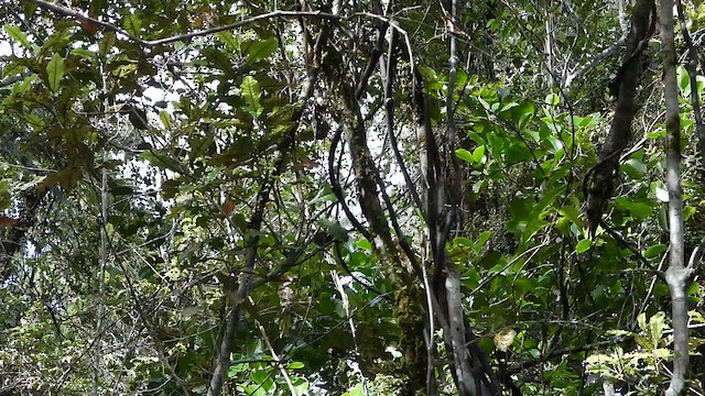 New Zealand Fantail - ML649115516