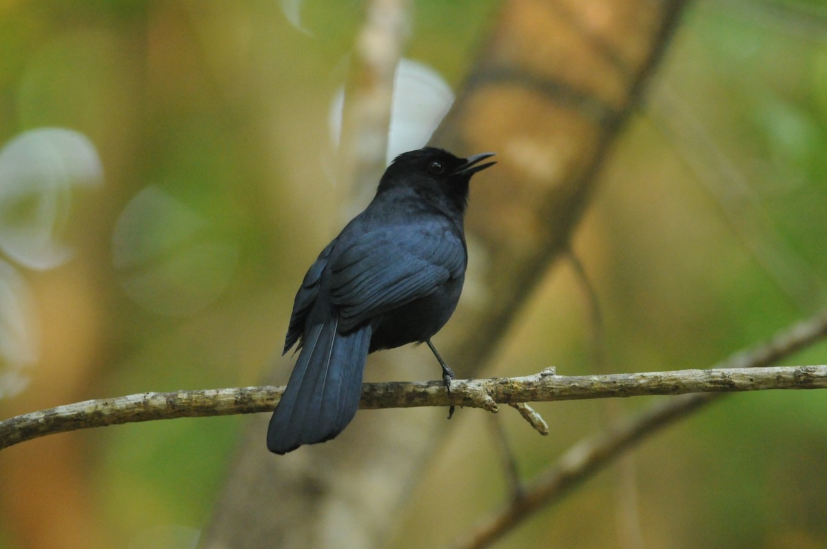 Black Catbird - ML649115519
