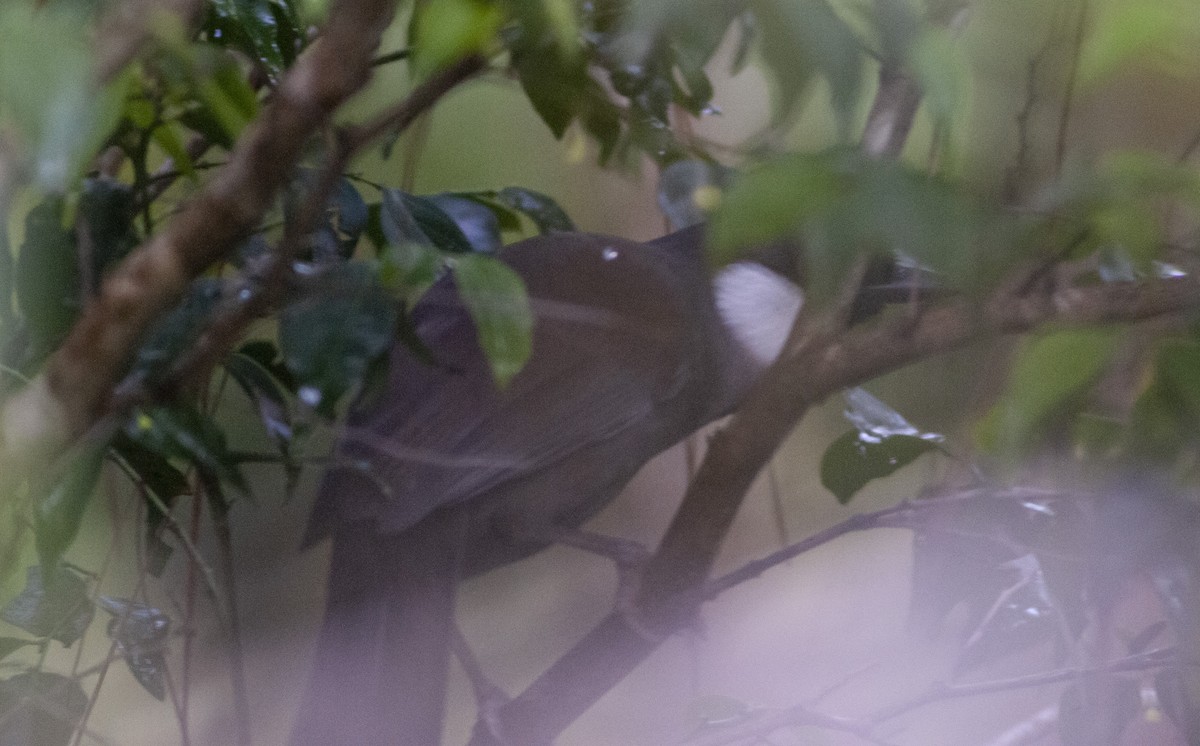 Alaca Yanaklı Gevezeardıç - ML649115524