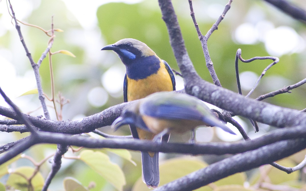 Turuncu Karınlı Yaprakkuşu - ML649115539