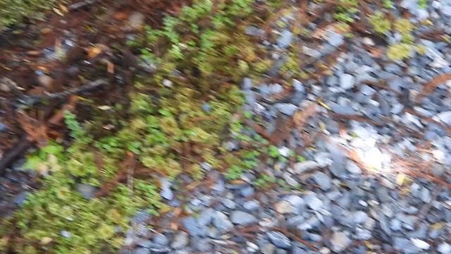 South Island Robin - ML649115551