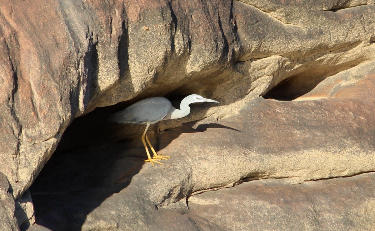 Ak Yüzlü Balıkçıl - ML649115666