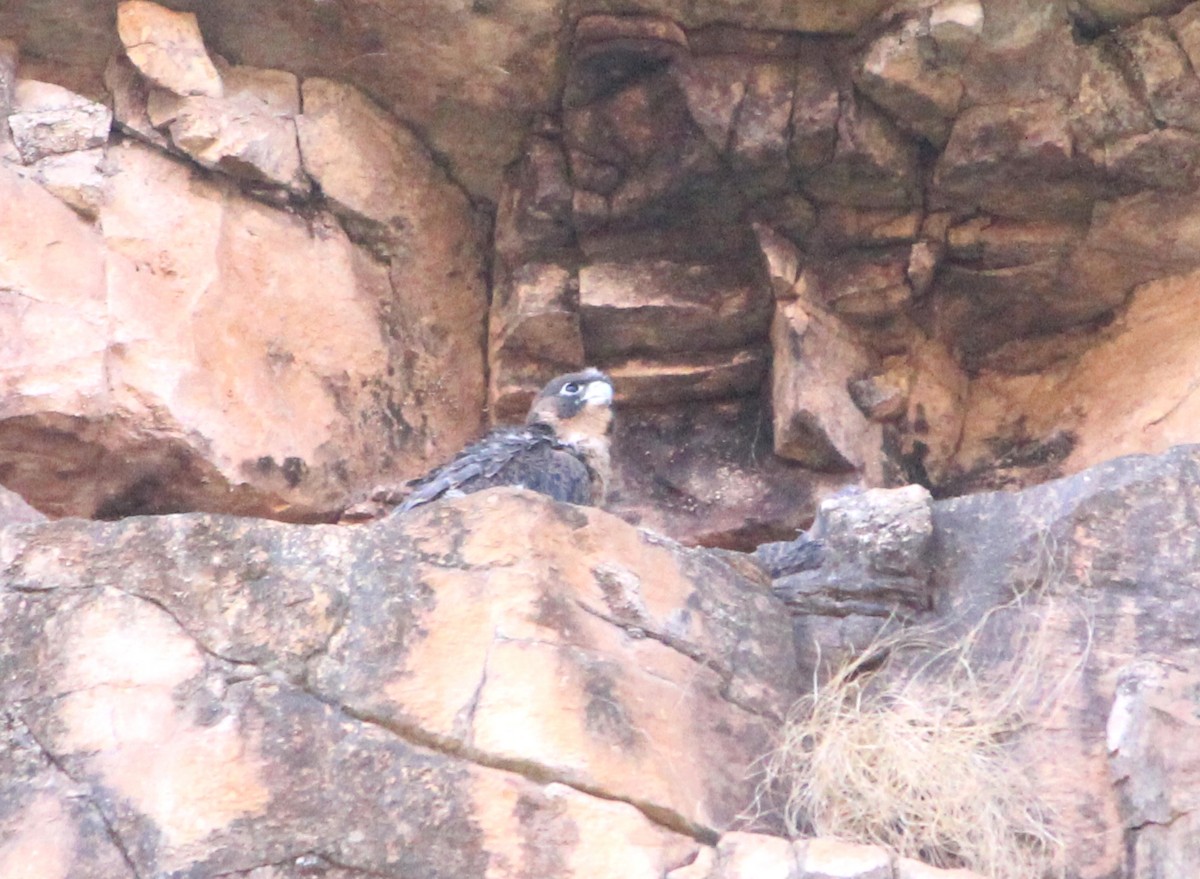 Gökdoğan - ML649115673