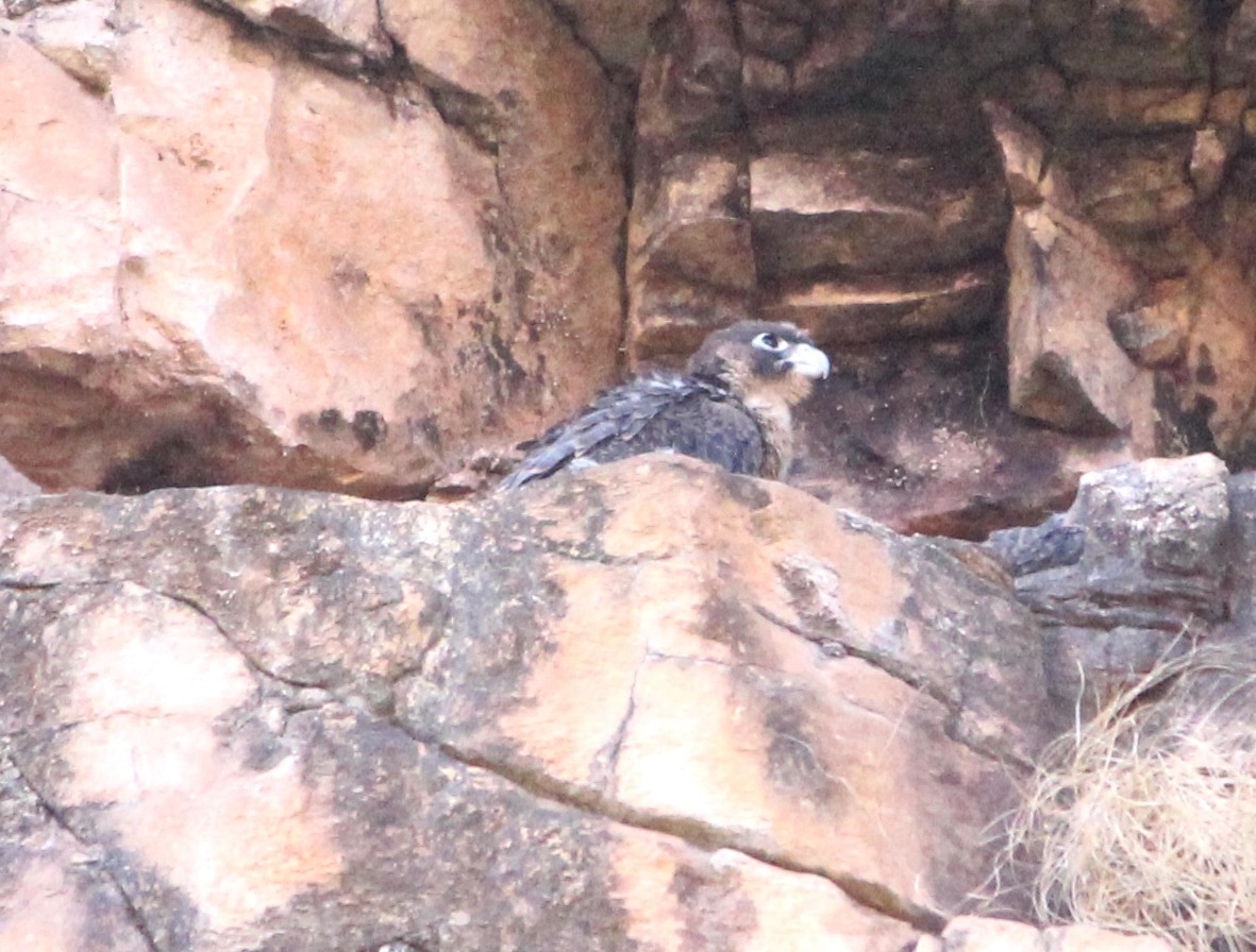 Gökdoğan - ML649115674