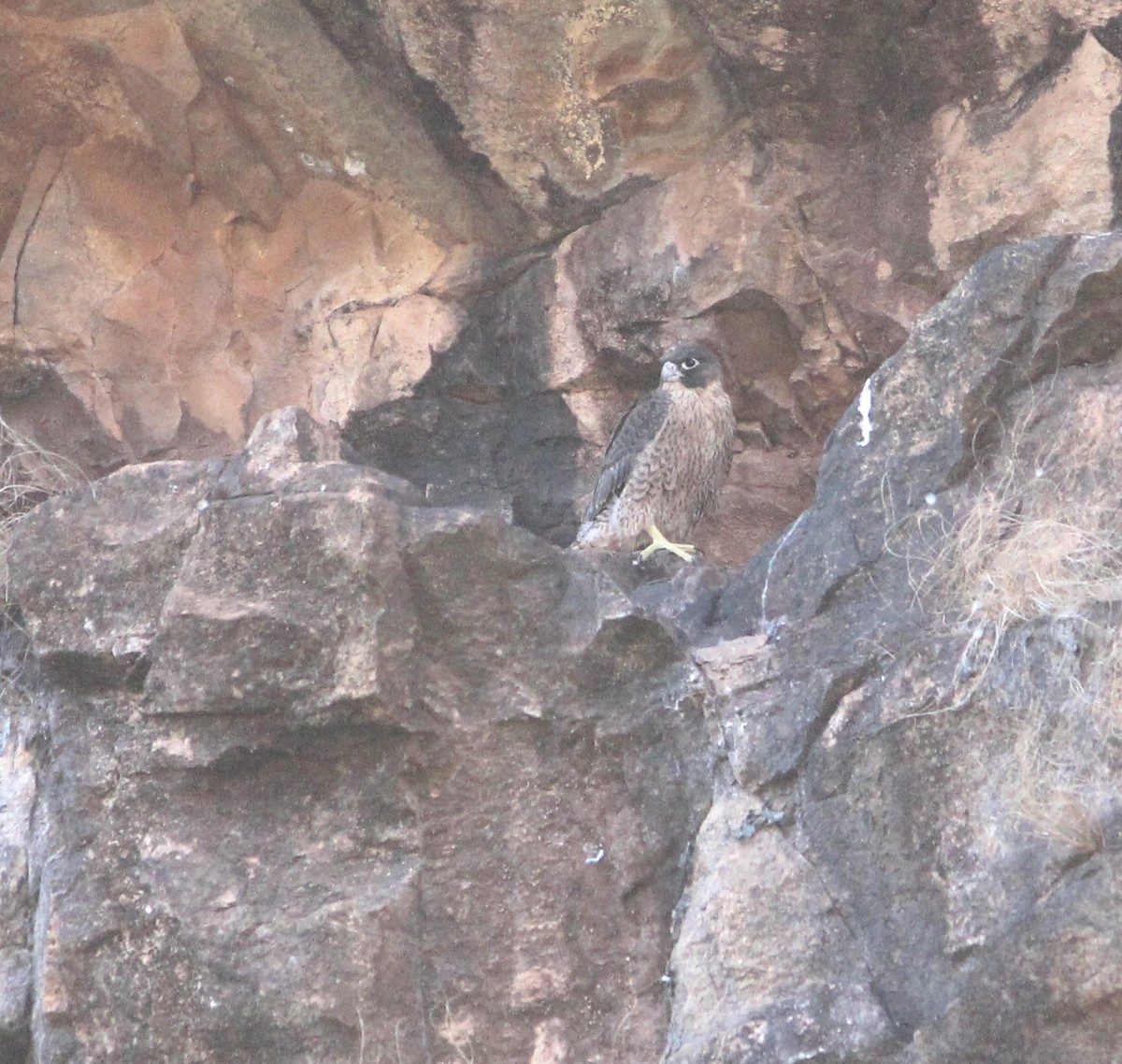 Gökdoğan - ML649115676