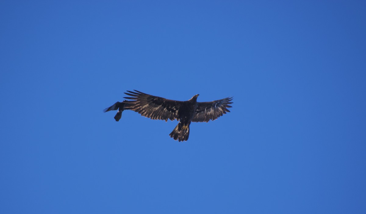 kongeørn - ML649115712