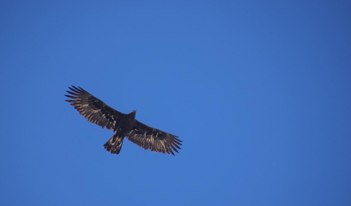 kongeørn - ML649115713