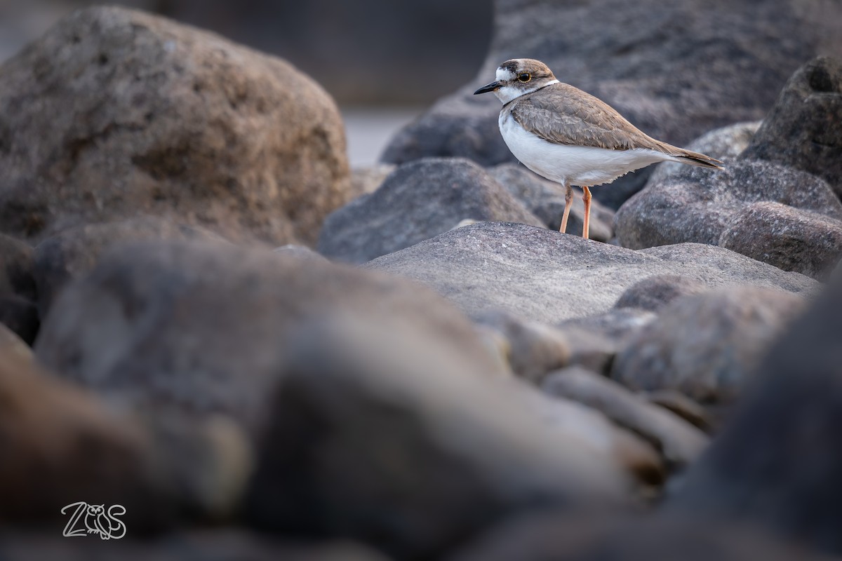 langnebblo - ML649115724