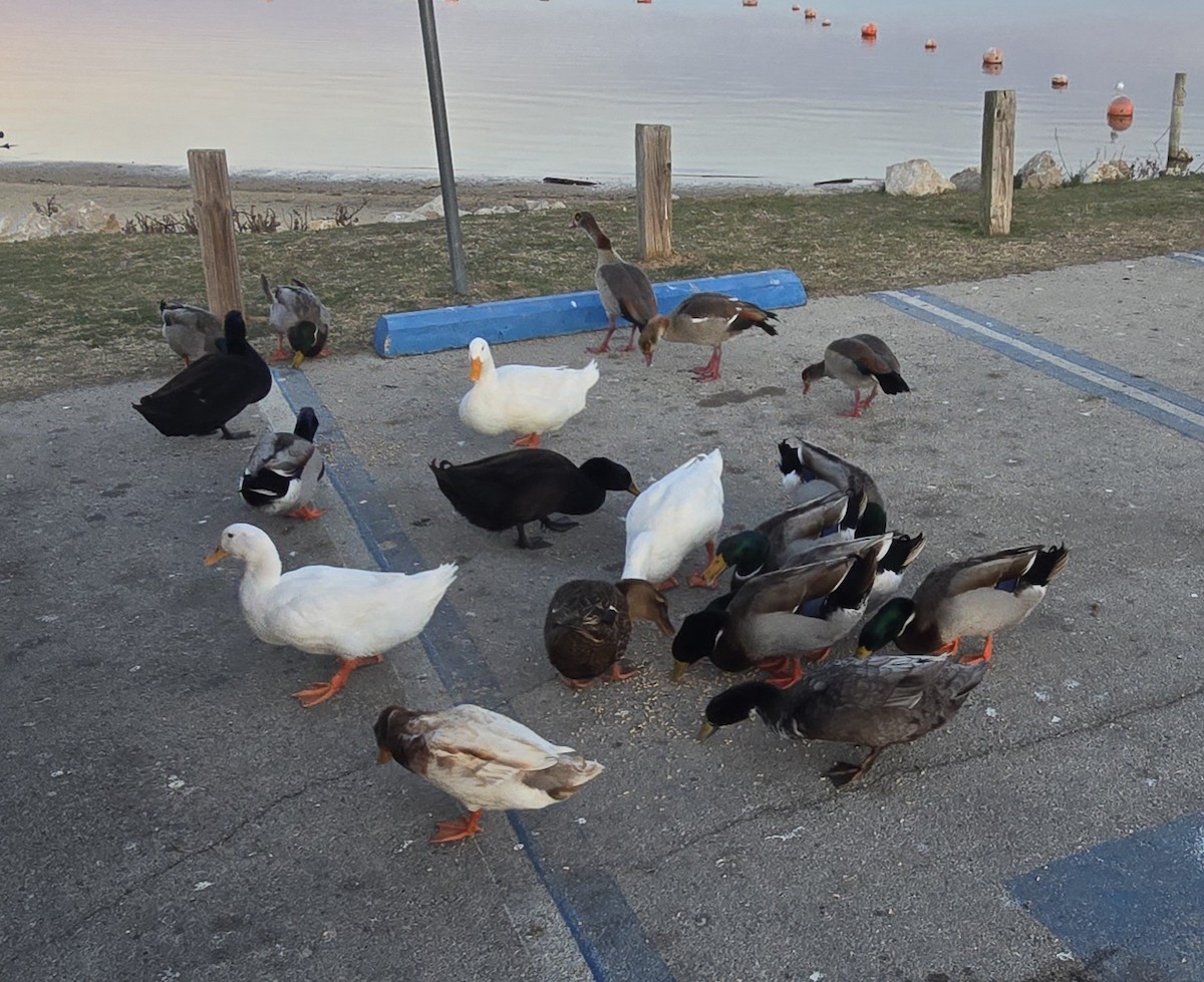 niland - ML649115725