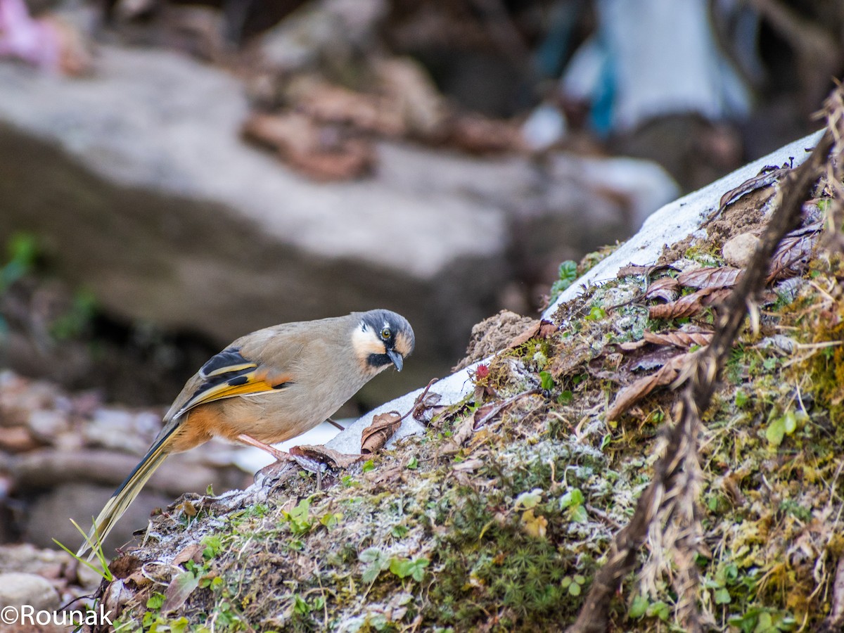 gråvingelattertrost - ML649115728