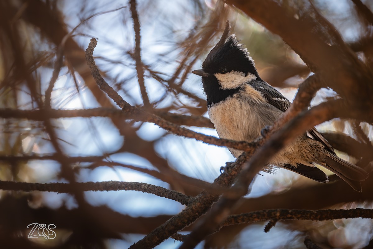 svartmeis - ML649115729