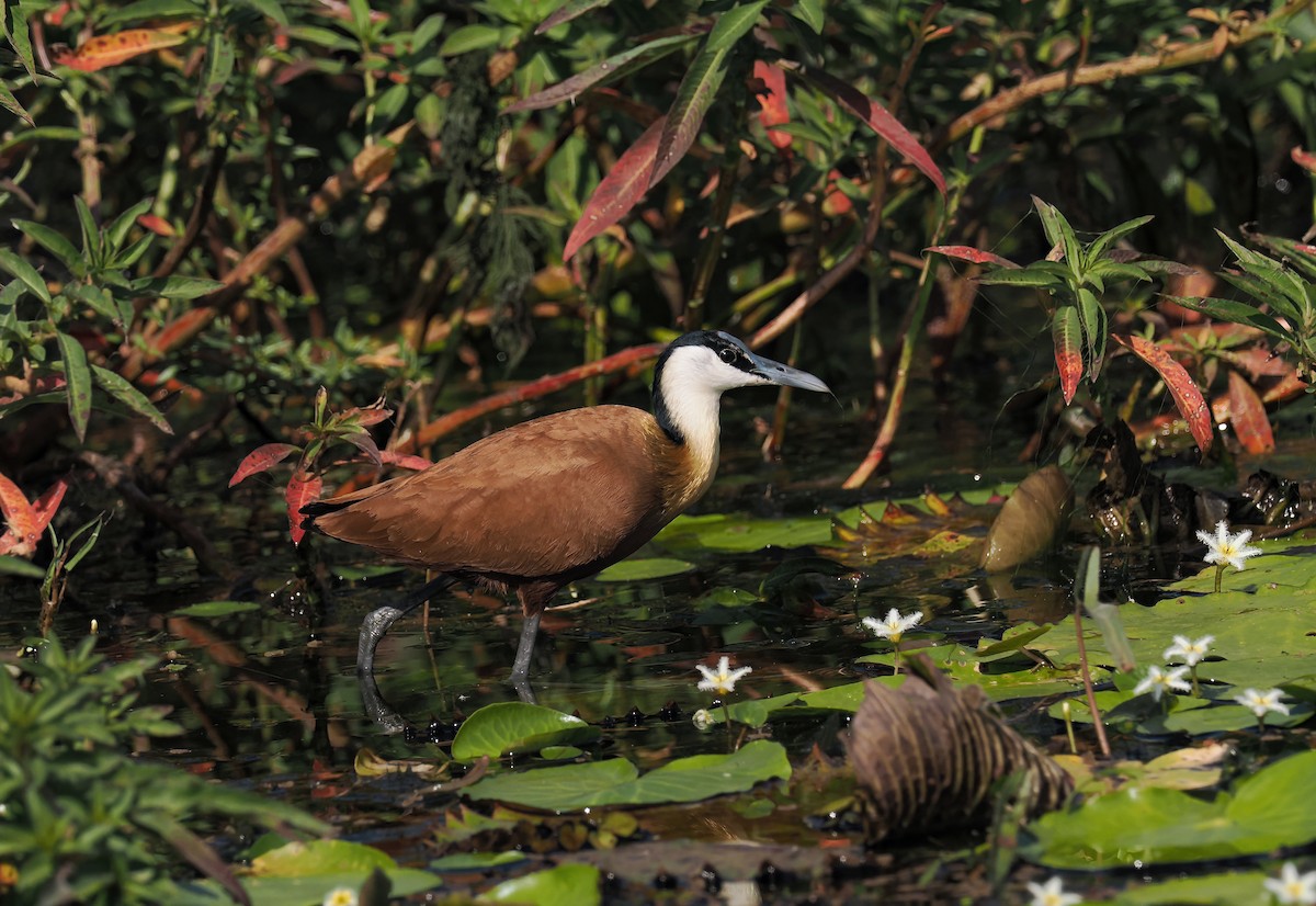 afrikabladhøne - ML649115730