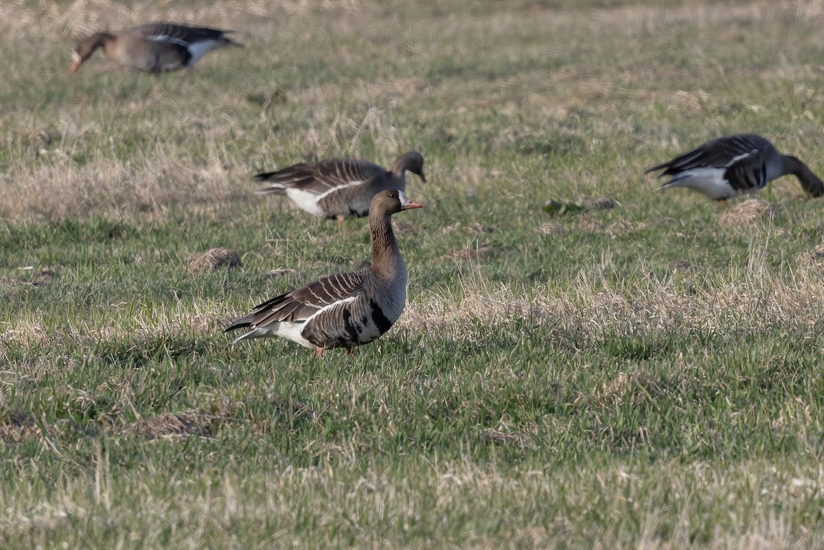 tundragås - ML649115731