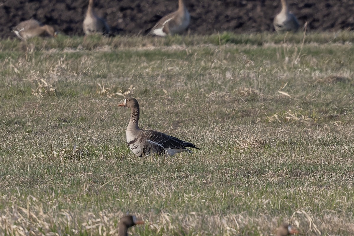 tundragås - ML649115732
