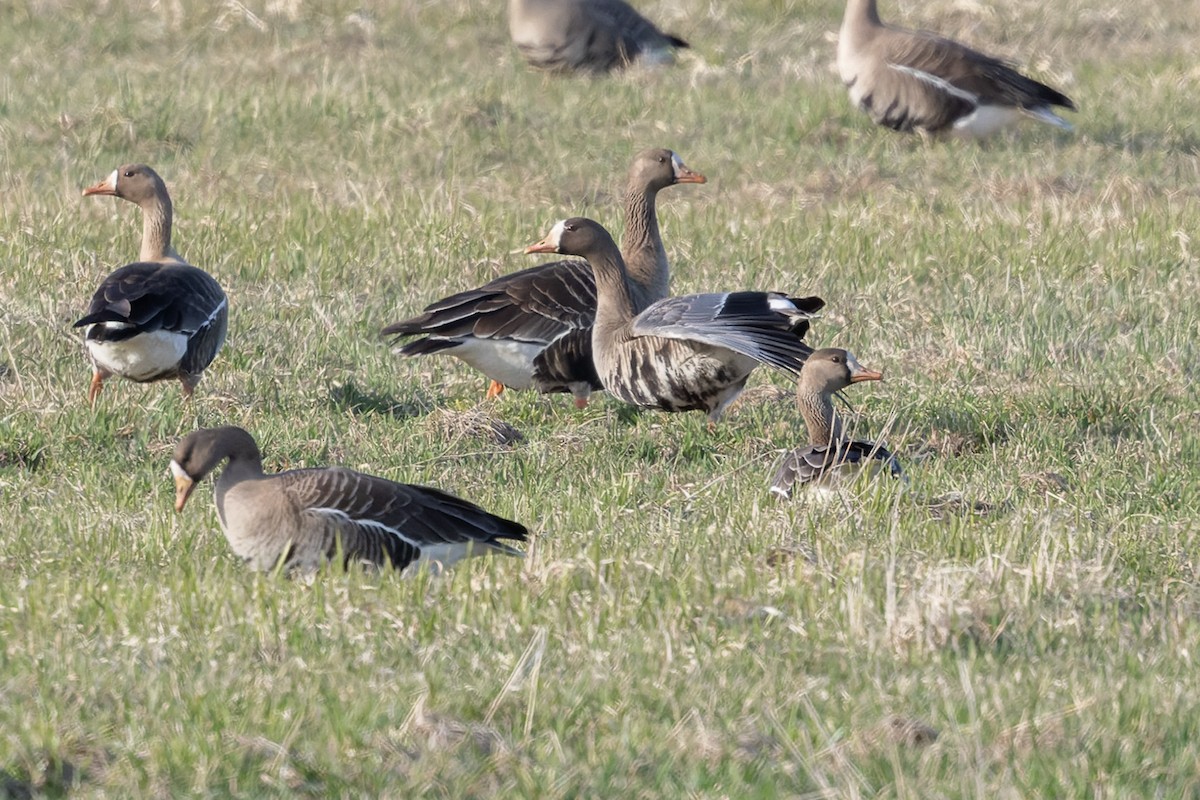 tundragås - ML649115733