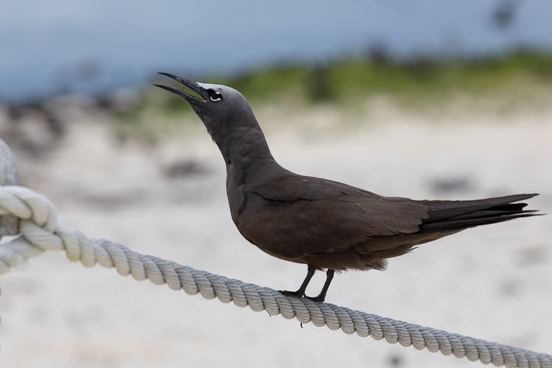 brunnoddy - ML649115735