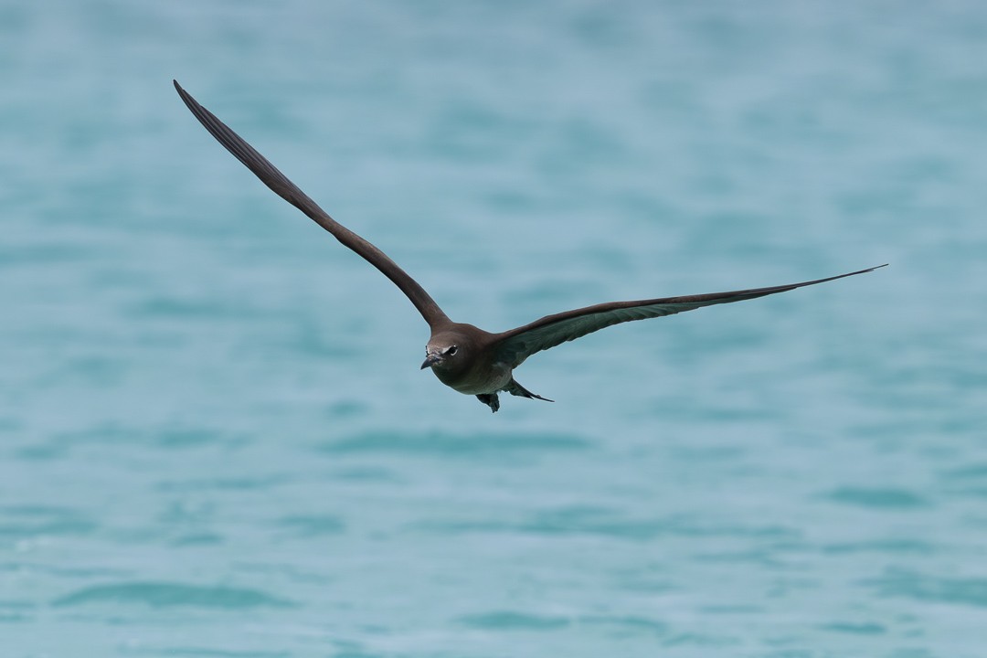 brunnoddy - ML649115736